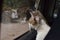 Beautiful shorthaired white cat with gray spots looking out the car window at his reflection.