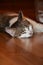 Beautiful shorthaired white cat with gray spots lying on the floor.