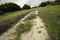 Beautiful shot of an abandoned road overtaken by wildflowers stretching into the wooded horizon