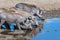 Beautiful shot of the African common warthogs spotted drinking water on a grassy plain