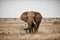 Beautiful shot of an african elephant in the savanna field