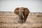 Beautiful shot of an african elephant in the savanna field