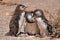 Beautiful shot of the African penguins group- global heating concept