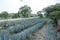 Beautiful shot of an Agaves Tequila plants in Mexico in an agricultural field