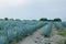 Beautiful shot of an Agaves Tequila plants in Mexico in an agricultural field