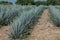 Beautiful shot of an Agaves Tequila plants in Mexico in an agricultural field