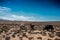 Beautiful shot of alpacas walking in desert