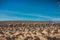 Beautiful shot of alpacas walking in desert