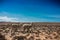 Beautiful shot of alpacas walking in desert