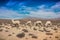 Beautiful shot of alpacas walking in desert