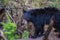 Beautiful shot of an American black bear (Baribal) walking through the broken branches of trees