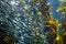 Beautiful shot of anchovies at monterey bay aquarium and group of gray fishes in sunlight