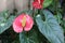 Beautiful shot of Anthurium Andre on sunlight in the garden