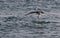 Beautiful shot of an Arctic tern hunting some fish in the sea in Svalbard