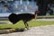 Beautiful shot of an Australian Brushturkey