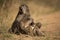 Beautiful shot of a baboon family resting on the ground with a blurred background