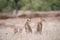 Beautiful shot of baby cheetahs sitting on the bush waiting for their mother