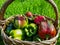 Beautiful shot of basket full with ripe and unripe colorful peppers in bright sunlight on bright green lawn