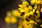 A beautiful shot of a bee landing on an pollenating a flower