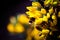 A beautiful shot of a bee landing on an pollenating a flower