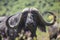 Beautiful shot of a bird on the nose of the wild buffalo bull in Nakuru National Park, Kenya