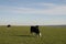 Beautiful shot of Black Hereford cows eating grasses in the field with a blue sky in the background