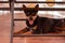 Beautiful shot of a black miniature pincher lying on the house floor with home background