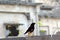 Beautiful shot of a black Myla bird on top of a wall with the buildings in the background