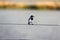 Beautiful shot of a black and white seabird standing on a cable near the Chobe river in Botswana