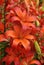 Beautiful shot of blooming red lilies (Lycoris radiata) in a garden