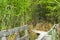 Beautiful shot of the boardwalk in the field n the Mer Bleue Conservation Area, Canada