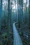 Beautiful shot of the boardwalk through the tall trees in the forest - perfect for background