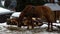 Beautiful shot of brown horse. Horse chews hay in real time.