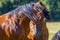 Beautiful shot of brown stallions on a grass field