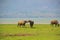 Beautiful shot of buffalos grazing in a field