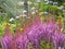 Beautiful shot of a bunch of purple astilbe flowers