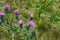 Beautiful shot of cardoon plant