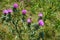 Beautiful shot of cardoon plant