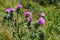 Beautiful shot of cardoon plant