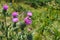 Beautiful shot of cardoon plant