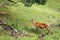 Beautiful shot of a Caspian red deer climbing a hill