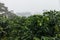 Beautiful shot of coffee bushes on a Mexican coffee farm