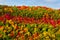 Beautiful shot of colorful autumn trees in Letchworth Park, New York