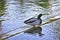 Beautiful shot of a colorful-feathered mallard standing on a dock in the lake during daytime