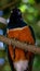 Beautiful shot of the colorful superb starling bird on the branch of a tree