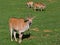 Beautiful shot of common elands on a field