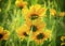 Beautiful shot of the Coreopsis wildflowers on Missouri prairie on a sunny day