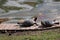 Beautiful shot of a couple of cute Pond sliders on a poolside