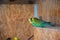 Beautiful shot of a couple of love birds on a nesting box