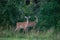 Beautiful shot of a couple of whitetail deers on the edge of a forest